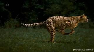 Cheetah - Super Slow Motion(HD) &25 hf4hs