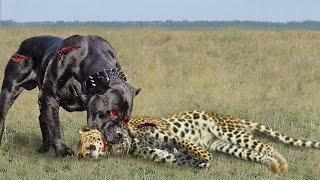 Strange Thing! The Hunting Leopard Goes Into People&#39;s Houses And The Fierce Dogs Counterattack