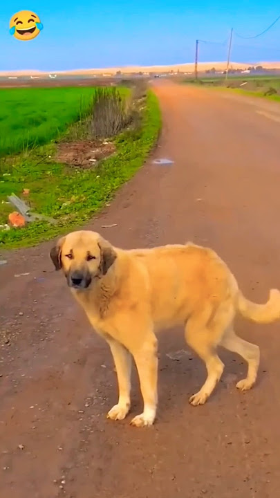 kutte ka khatrnak dance viral video #funny #kutta #comedy #trendingshorts #viralshorts