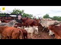 Manejo vacas de leite- período das chuvas