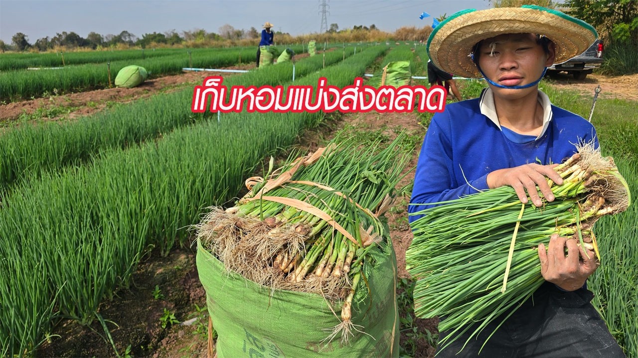 เก็บหอมแบ่งส่งขายตลาด