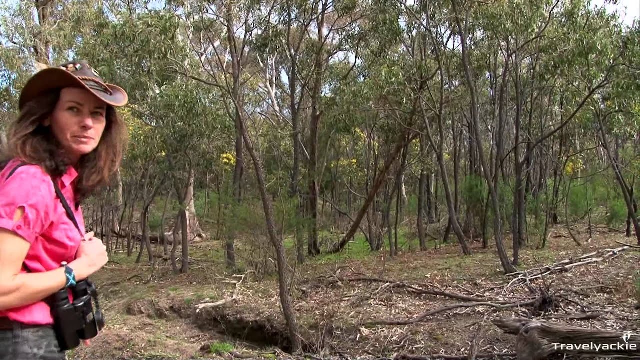 travel australia blog Koala Voluntourism