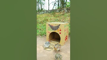 Best Bird Trap Technique - Quail Trap #Creative bird trap #shorts