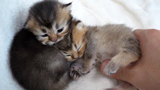 Kitten's siblings are very close, which makes mother cat very happy!