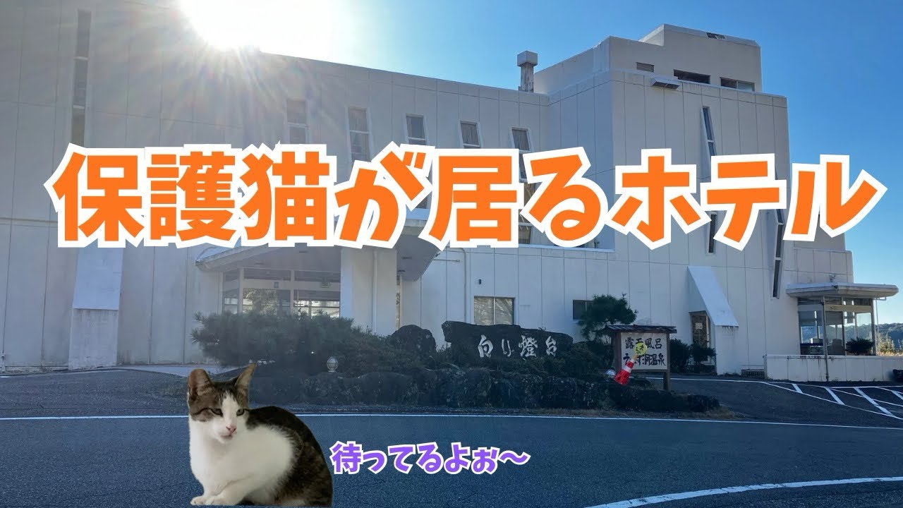【ホテル白い灯台】保護猫達に会いに行ってきました部屋から見える日の出も絶景