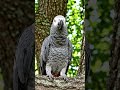 Talking bird comedy