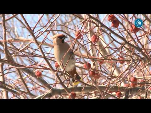 Свиристели кормятся на Центральной площади в Тюмени