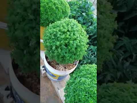 أذينة العلي يا موج خدني معك