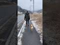 雪の残るときの散歩 #柴犬  #散歩