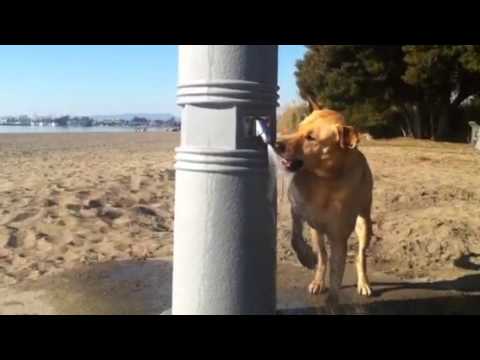 dog biting water spray