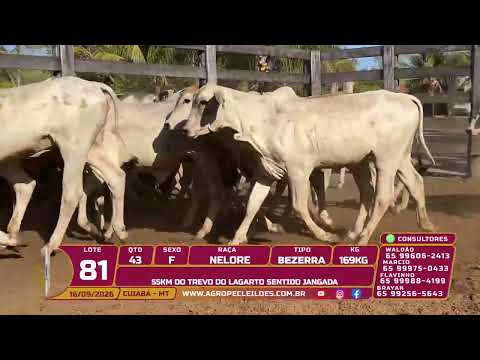 Lote 81