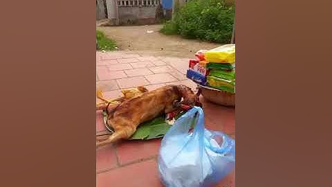 Văn hóa dân tộc nùng // thầy tào hoàng khuyến ( tài phạt) mó