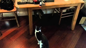 Arduino Cat Toy