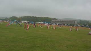sprite north Somerset show agility grade 3 agility