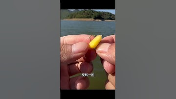 Cách móc ngô câu cá hiệu quả #câucá #fishing