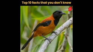 यहाँ रहता है दुनिया का सबसे जहरीला पक्षी ? | Top 10 most amazing random facts | shorts facts