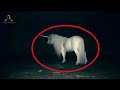 5 Unicornios Reales Captados En Video y Vistos En La Vida Real