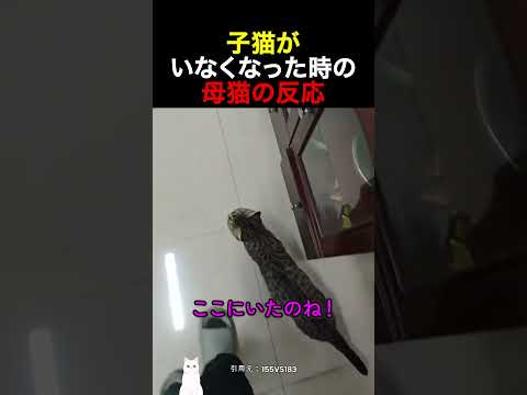 子猫がいなくなった時の母猫の反応