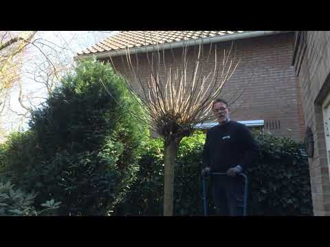 Video: Hoe snoei je een Raywood essenboom?