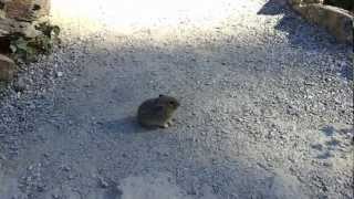 Pika Gets Surrounded By Human Admirers
