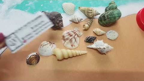 Vỏ ốc biển trang trí