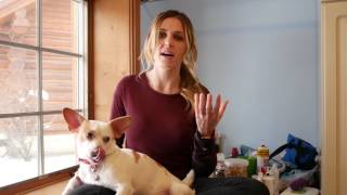 Fear Free Friendly Tips for Trimming a Dog's Nails