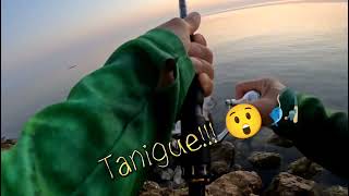 #tanigue #kingfish #bahrainfishing