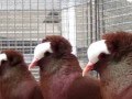 Sddeutsche blasse south german blasse national pigeon show germany 2014