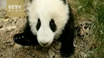 Twin baby pandas used to help UNDP and save the environment