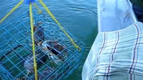 Puget Sound Winter Crabbing