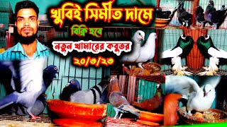 পানির দামে কবুতর বিক্রি || খুবই কম দামে কবুতর কিনুন নতুন খামারির খামার থেকে || কবুতরের ভিডিও ||