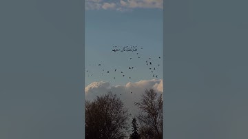 تلاوة الشيخ عبد الباسط عبد الصمد سورة الإسراء #عبدالباسط_عبدالصمد #سورة_الإسراء #تلاوة_هادئة 