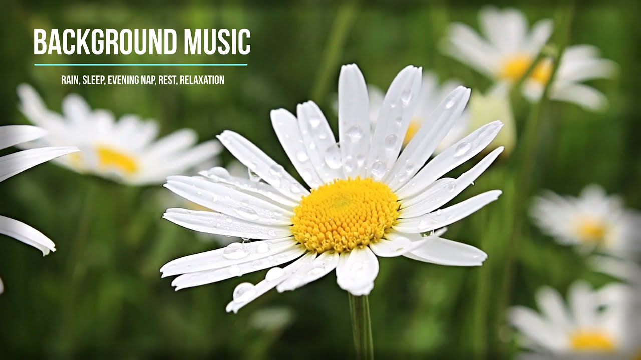 Фоновая музыка для сна. Звуки дождя. Спокойная мелодия. - YouTube