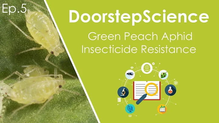 Green Peach Aphid Insecticide Resistance || DoorstepScience by Cesar