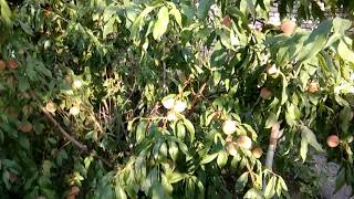 Выращивание персика в среднем Поволжье