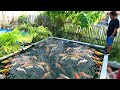 How to cure sleeping koi disease o & GOLDFISH in just 5 days