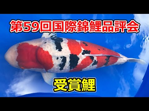受賞鯉】全日本愛鱗会 第59回 国際錦鯉品評会 2023年11月10日