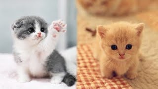 Cute little cat 😺 animals 2023 | Part 34 by Cute Kittens 4,792 views 1 year ago 10 minutes, 11 seconds