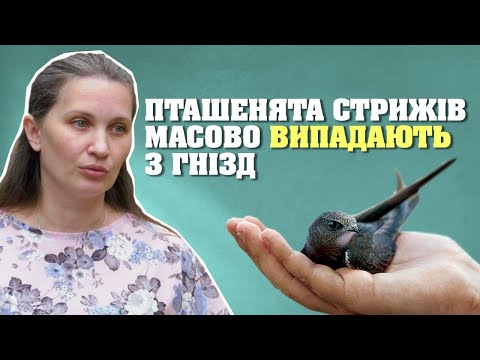 У Дніпрі поранені стрижі потребують допомоги | Новини ДніпроTV | Дар’я Морар