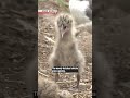'Sea cat' chicks hatch in AomoriーNHK WORLD-JAPAN NEWS #shorts