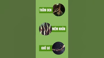 Ngăn ngừa quản lý bệnh lở cổ rễ trên rau màu  #dr.xanh #drxanhbenhviencaytrong #lamdep