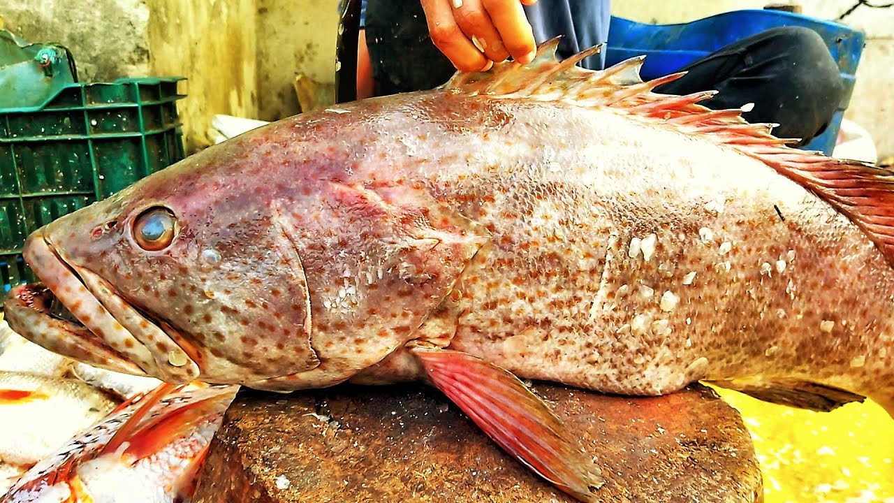 Amazing Biggest Grouper 20KG Fish Cutting | Expert Fish Curter Man ...