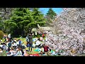 Live Tokyo Walk to my Favourite Cherry Blossom Park 🌸 (Hint, It&#39;s not Yoyogi)