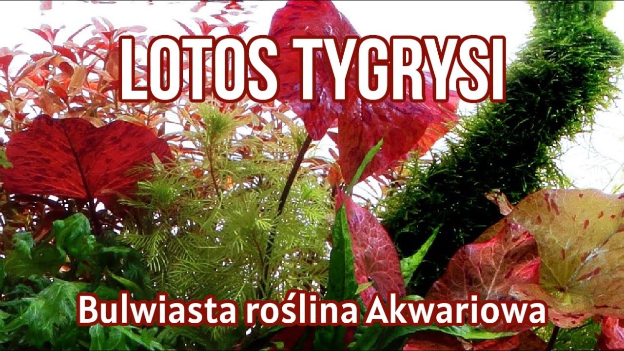 LOTOS TYGRYSI / Nymphaea lotus / Przepiękna ROŚLINA AKWARIOWA