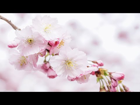 春泥棒 / ヨルシカ　打楽器５重奏