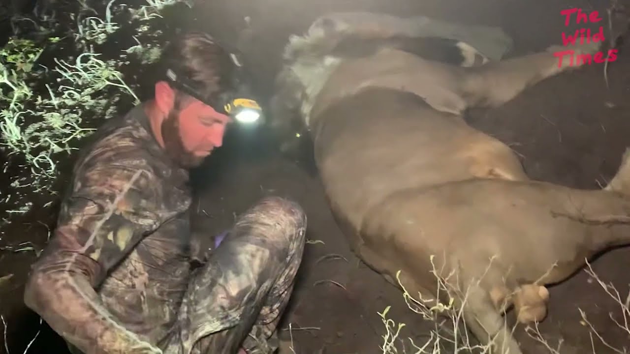 Forrest Galante Talks About Darting A 600 Pound Male African Lion