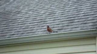 Bird Attack: Robin Dives at Camera