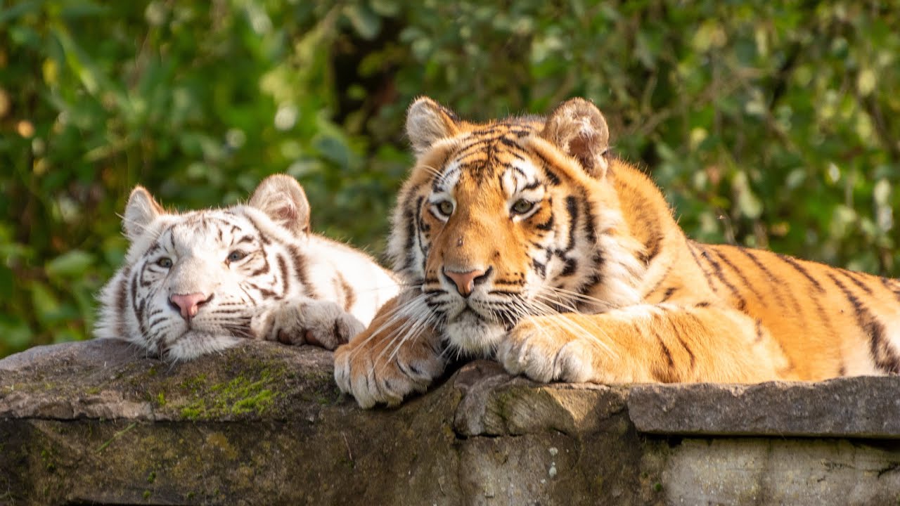 The tiger - photo slideshow