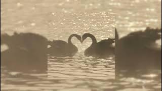 shouldn't be - luke chiang (sped up)