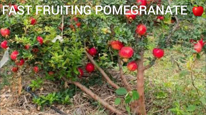 Amazing Tricks for Fast Growing & Fruiting Pomegranate Plant